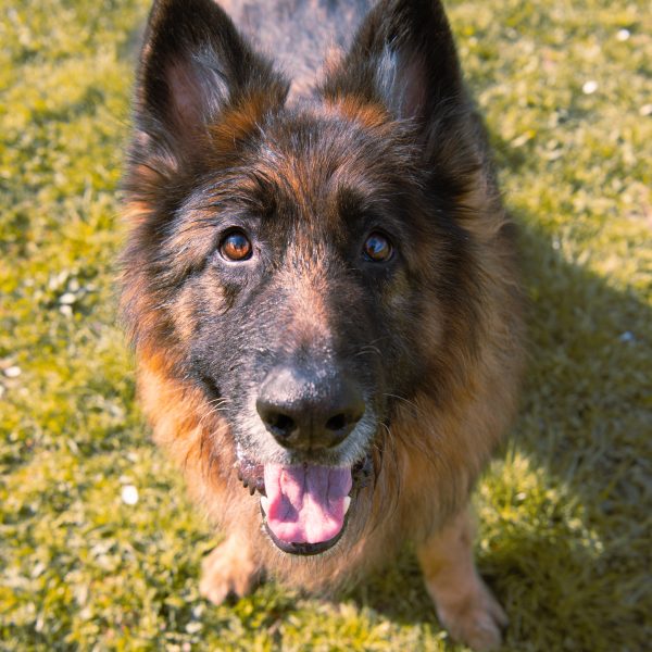 Argo, un des chiens de l'educateur canin